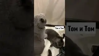 Том И Джерри#shorts