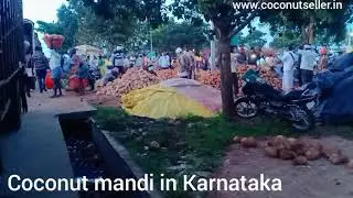 Coconut mandi in Karnataka #coconut  #coconutchutney  #mandi #coconutwholesale
