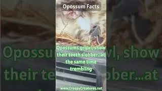 Opossums: 17 Mind-Blowing Facts About Opossums  