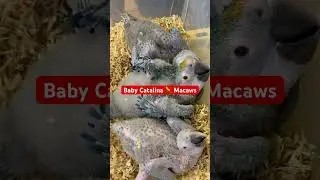 Baby Parrots! Macaws- I love Catalina’s! | #parrot_bliss #bird