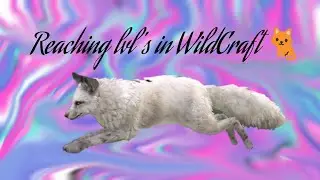 Reaching lvl's in WildCraft 🐈