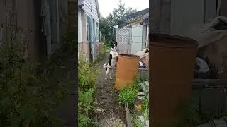 Поехали уже домой #собака #funny #дача #кабачки