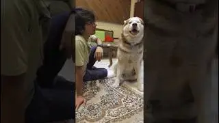 Ghost likes Sourav Joshi 🤪