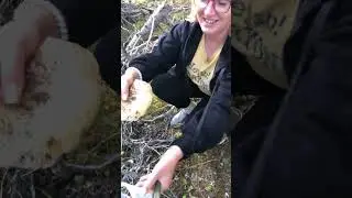 Гуляем по лесу, собираем грибы