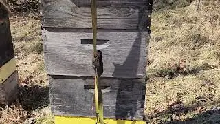 Bees in Baltimore that have been untouched for over 2 years