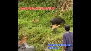 BABI BESAR SAMPAI NGAMUK  MENGHANTAM ANJING PEMBURU