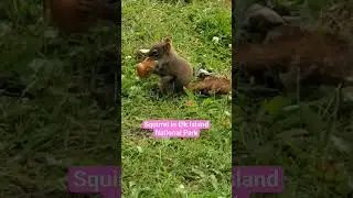 Funny Squirrel Nutrition 😃