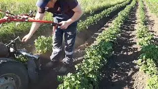 Окучивание картофеля мотоблоком Сезон 2023