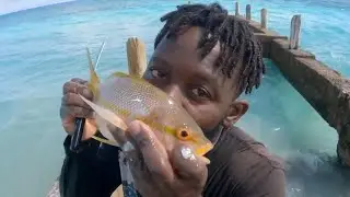 Shipwreck Diving Great Catch, in The End Yellowtail 