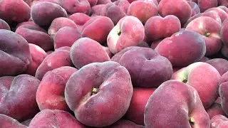 Peach in Spain || orchard