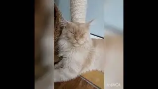 Няшки-котоняшки. Cute pussycats.