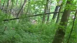 AT A HOBOS HOUSE IN A FOREST!