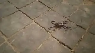 Скорпіон місцевий
