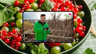 Srdcom záhradník - Výsadbový rez ríbezle a egreša
