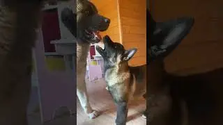 Fight