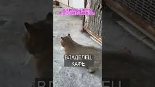 Кот ест лапшу и она свисает как УСЫ