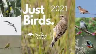 Birds of South Africa (2021)
