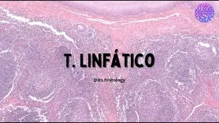 Histología del Sistema Linfático - its.histology