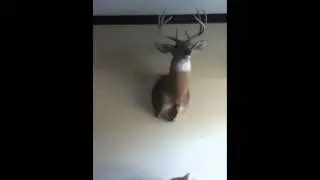 Animal massacure