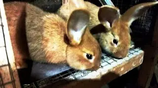 Куёнчилик зотдор куён бокиш сирлари