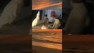 meme viral 