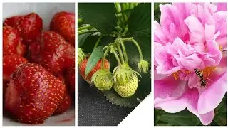 Много садовой земляники 🍓 / Цветут пионы / Обзор сада / 3 июня 2020 / Оренбург/  