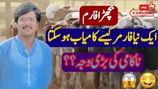 Bachra farming ma naya farmer kasy kamyab ho skta ha ||how to start calf farming