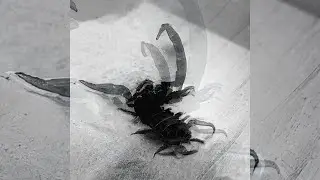 Luci4 - Poison Dart (Subtitulado)