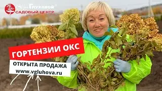 ПРОДАЖА ГОРТЕНЗИЙ ОКС (голый корень) ОТКРЫТА