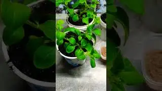 Петунии Обрезка и черенкование ч1🌺💞 