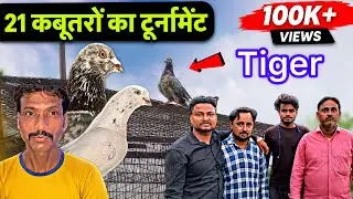 21 कबूतरों की बाज़ी || kabootar bazi 2024 || bazi wale kabootar || pigeon tournament 2024