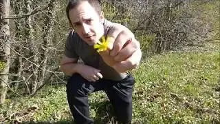 Survival-Food im Frühling:: Scharbockskraut - scharf und frisch auf den Tisch
