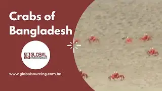 Crabs of Bangladesh | Global Sourcing | Exporter | Crab | Bangladesh |