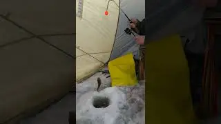 МОРСКОЙ ЗИМНИЙ ДУПЛЕТ