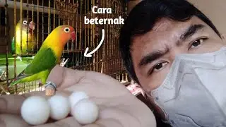 Cara Beternak Burung Lovebird Dengan Simple Dan Cepat Produksi - Buat Pemula