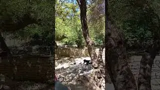 Beautiful view of Akhori Forest and chirping of birds 