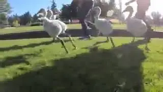 Go Baby Flamingos Go