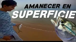 PESCAMOS en SUPERFICIE al AMANECER [ SALIDA EXPRESS antes DE CURRAR]