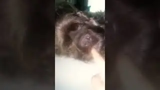 бося🐕