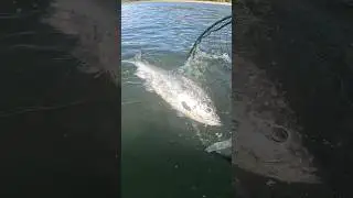 Chile Salmon Are Built Different!