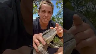 DRAGO D’ACQUA AUSTRALIANO 🐉