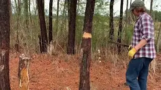 Wrong Tool Small Tree Felling