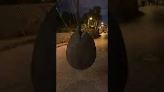 Дерево в Тель-Авиве, Израиль.