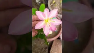 Beautiful flower of my garden 