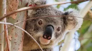 Murderous lion attacks innocent koala