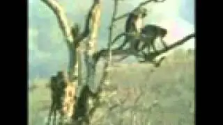 Que Macaquinho Safado!