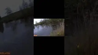 Крупный карась на улочку. 