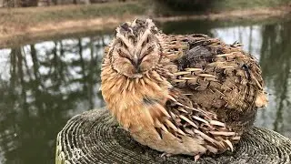 A bloodless cull method for males. Warning graphic. For feeding reptiles, birds of prey and more.