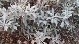 White Sage, Black Sage, and Sagebrush.