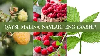 Qaysi malina navlari eng yaxshi